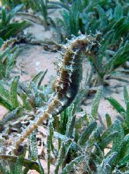 Seahorse taken at Maraana site, Nuweiba with Olympus SP350. by Anel Van Veelen 